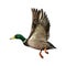 Mallard Drake In Flight,