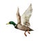 Mallard Drake In Flight