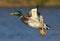 Mallard Drake In Flight On Blurred Blue