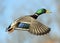 Mallard Drake In Flight On Blurred Blue Sky Background