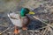 Mallard drake with green, brown and gray plumage came to shore of pond, covered with sand, small stones, twigs and pieces of stems