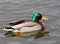 Mallard Drake on a Pond