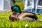 Mallard drake resting on green grass
