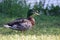 Mallard drake standing in the grass