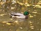 Mallard Drake Swims Amidst Autumn Leaves