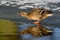 Mallard drinking water on the frozen pond, winter