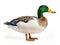 Mallard Duck