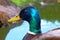 Mallard Duck