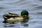 Mallard duck