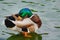 Mallard duck (Anas platyrhynchos). Close up portrait of male wild duck sitting close to the lake