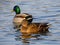 Mallard Duck Anas platyrhynchos enjoying a warm January day. Frozen lake