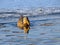 Mallard Duck Anas platyrhynchos enjoying a warm January day. Frozen lake