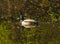 Mallard Duck, Anas Platyrhynchos, Five Rivers Environmental Center, Delmar, New York