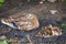 Mallard duck or Anas platyrhynchos with its ducklings nestled together on rocks among springtime plants at lake shore