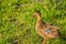A Mallard Duck Anas platyrhynchos, at John S. Taylor Park in Largo, Florida.