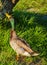 A Mallard Duck Anas platyrhynchos, at John S. Taylor Park in Largo, Florida.