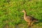 A Mallard Duck Anas platyrhynchos, at John S. Taylor Park in Largo, Florida.