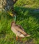 A Mallard Duck Anas platyrhynchos, at John S. Taylor Park in Largo, Florida.
