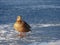 Mallard Duck Anas platyrhynchos ÃÂµnjoying a warm January day. Frozen lake