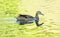 Mallard duck - Anas platyrhynchos - swims in yellow-green water, reflections in water