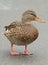 Mallard Duck on Asphalt Road