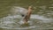 Mallard duck bathing