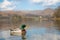 Mallard duck on a calm lake