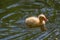 Mallard duck chick in a pond with a reflection. Birds and animal