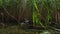 Mallard duck chicks babies on lake water between reeds. Gimbal movement