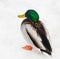 Mallard Duck . Colourful mallard duck isolated