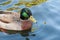 Mallard duck with distinctive markings