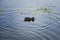 Mallard duck diving for food, water rings