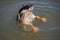 Mallard duck diving in water