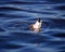 Mallard duck Drake dives for fish on the river. He gets his food.