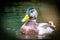 Mallard Duck drake in a pond