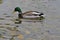 Mallard duck drinking water