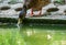 Mallard duck drinking water from a lake