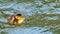 Mallard duck, duckling