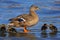 Mallard duck with ducklings