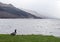 Mallard duck on edge of Loch Earn, Perthshire, Scotland