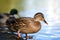 A Mallard duck enters a lake with blue water under a Sunny landscape. Birds and animals in the concept of wild nature