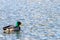Mallard duck at Esquilmalt Lagoon Migratory Bird Sanctuary