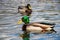 Mallard duck at Esquilmalt Lagoon Migratory Bird Sanctuary