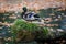 Mallard duck on fallen tree