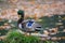 Mallard duck on fallen tree