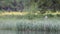 Mallard duck family with ducklings on a river swimming