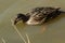 Mallard duck feeding in murky river water