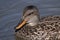 Mallard duck female