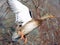 Mallard duck female flying to escaping during hunting season