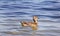 Mallard duck female swimming alone on beautiful calm lake waters